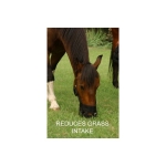 Best Friend Deluxe Horse Grazing / Laminitis Muzzle